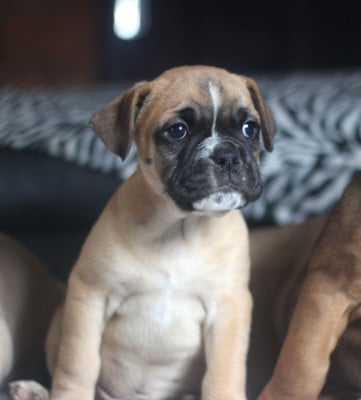 Les chiots de Bulldog continental