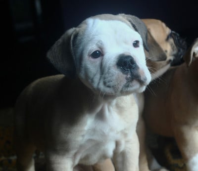 Les chiots de Bulldog continental