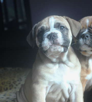 Les chiots de Bulldog continental