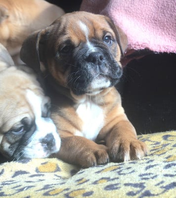 Les chiots de Bulldog continental
