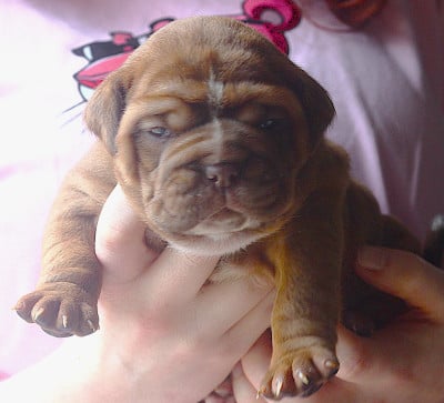 Les chiots de Bulldog continental