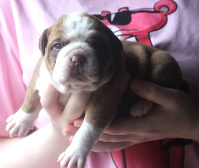 Les chiots de Bulldog continental