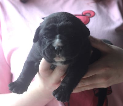 Les chiots de Bulldog continental