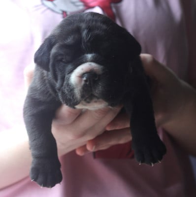 Les chiots de Bulldog continental