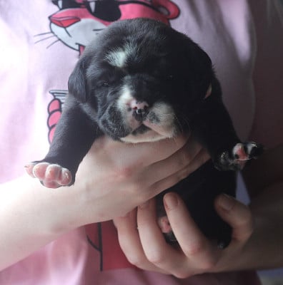 Les chiots de Bulldog continental