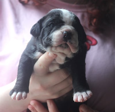 Les chiots de Bulldog continental