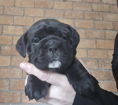 Les chiots de Bulldog continental