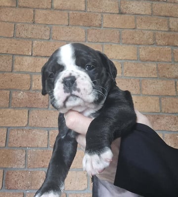 Les chiots de Bulldog continental