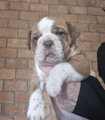 Les chiots de Bulldog continental