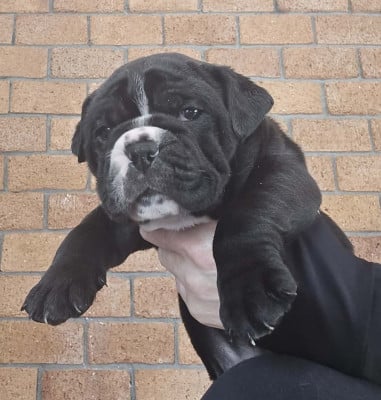 Les chiots de Bulldog continental