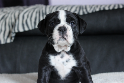 Les chiots de Bulldog continental