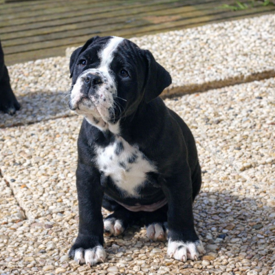 Les chiots de Bulldog continental