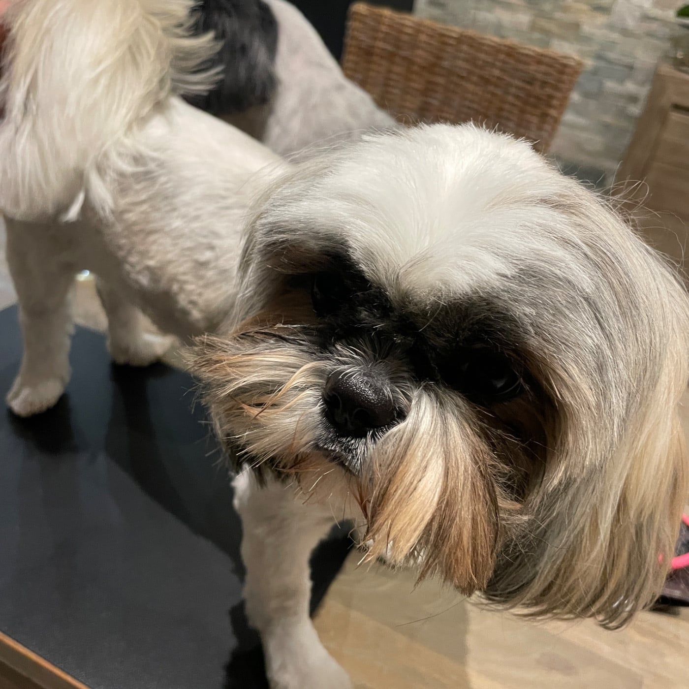 Publication : The Tresors by Lou