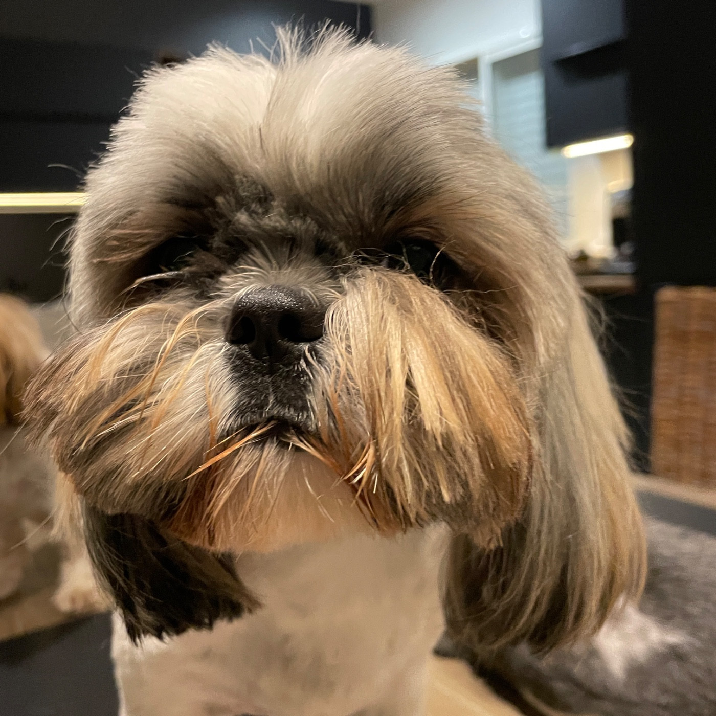 Publication : The Tresors by Lou