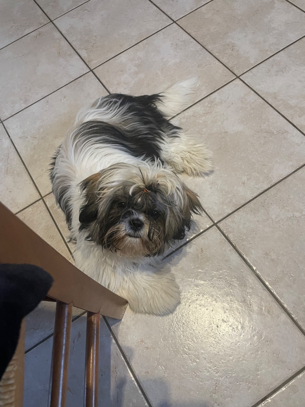 Publication : The Tresors by Lou