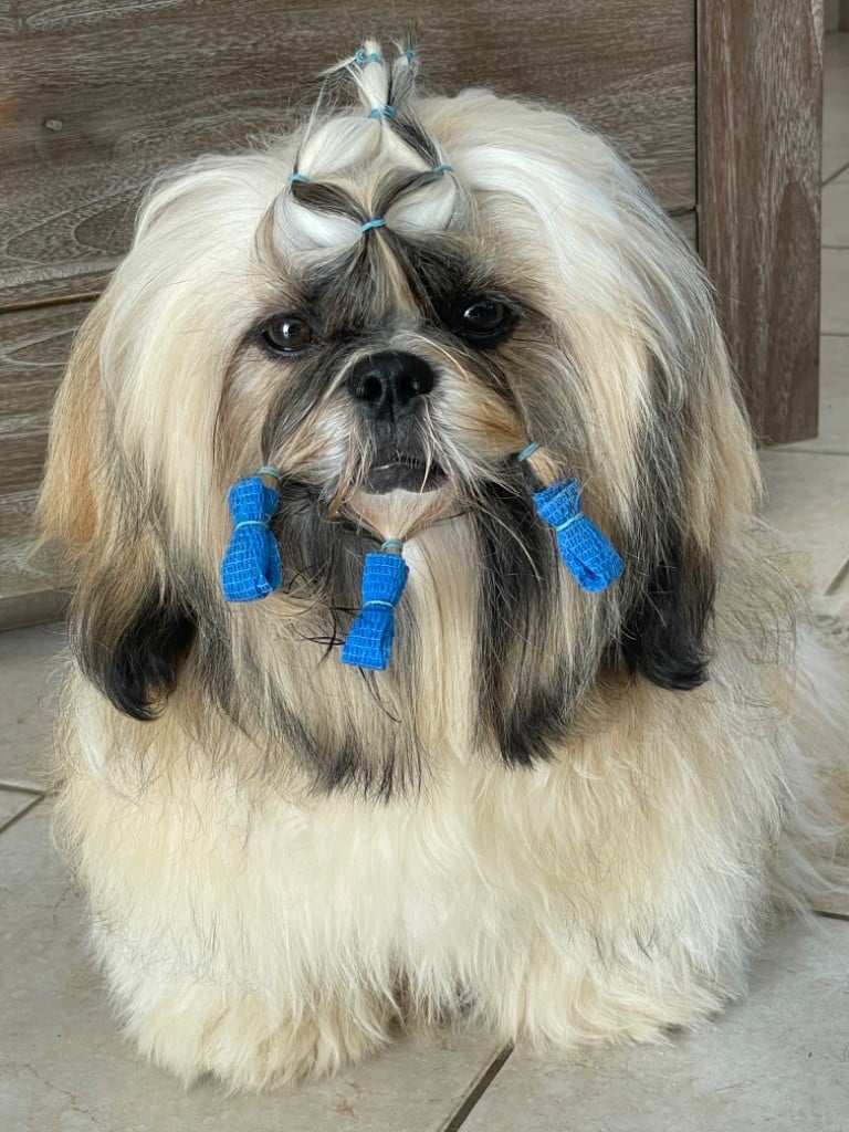 Publication : The Tresors by Lou