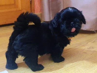 Les chiots de Shih Tzu