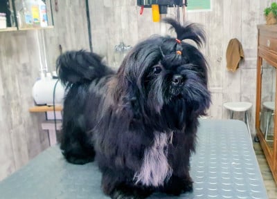 Les chiots de Shih Tzu