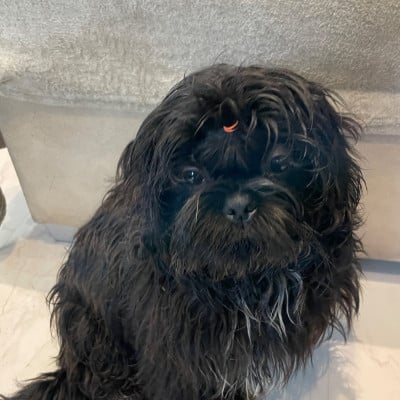 Les chiots de Shih Tzu
