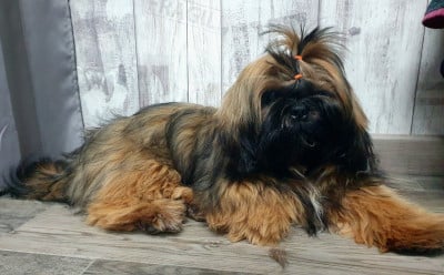 Shih Tzu