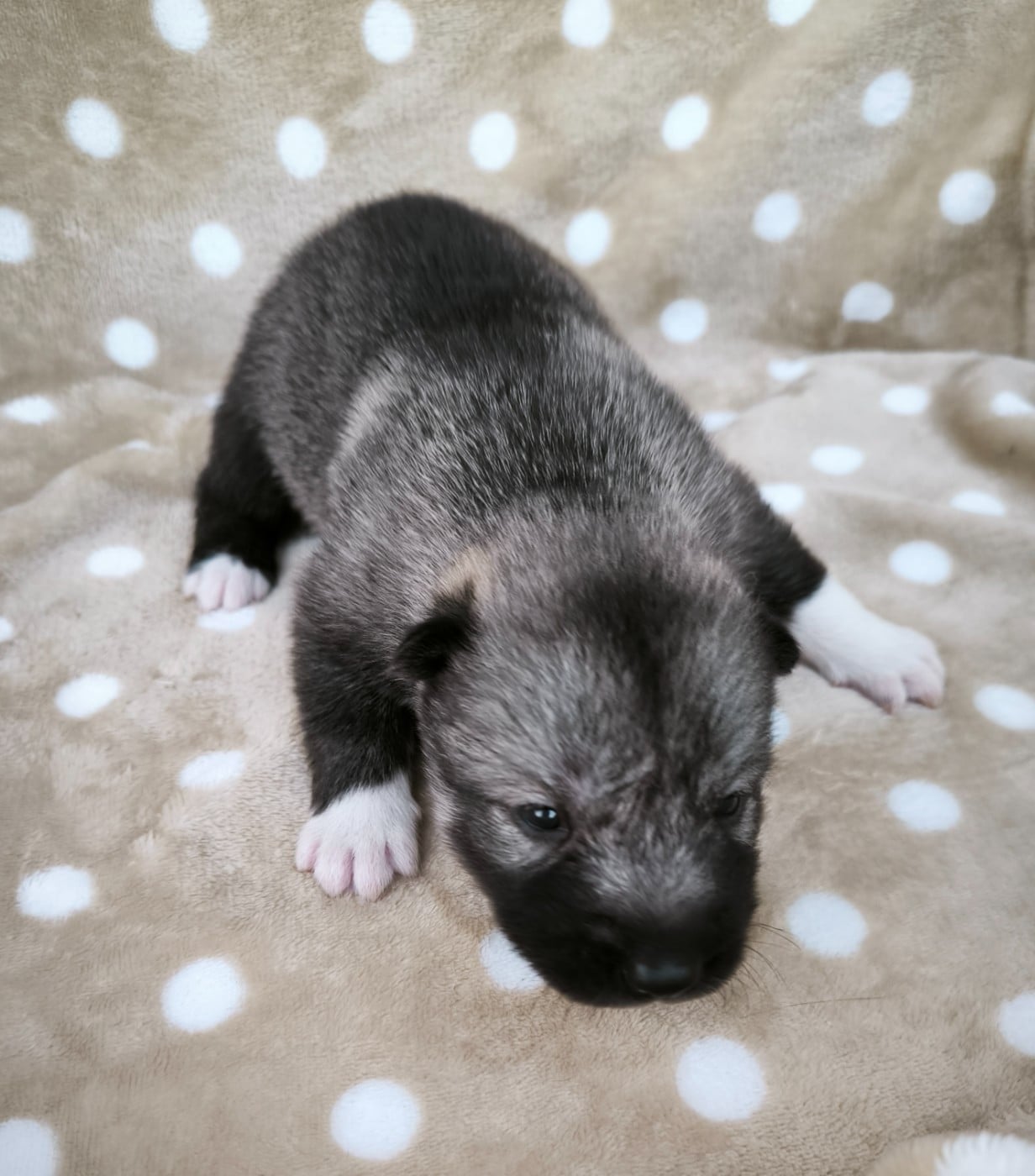 CHIOT 3 - Siberian Husky