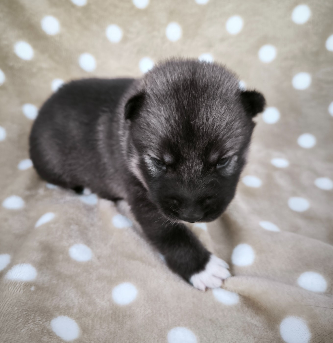 CHIOT 4 - Siberian Husky