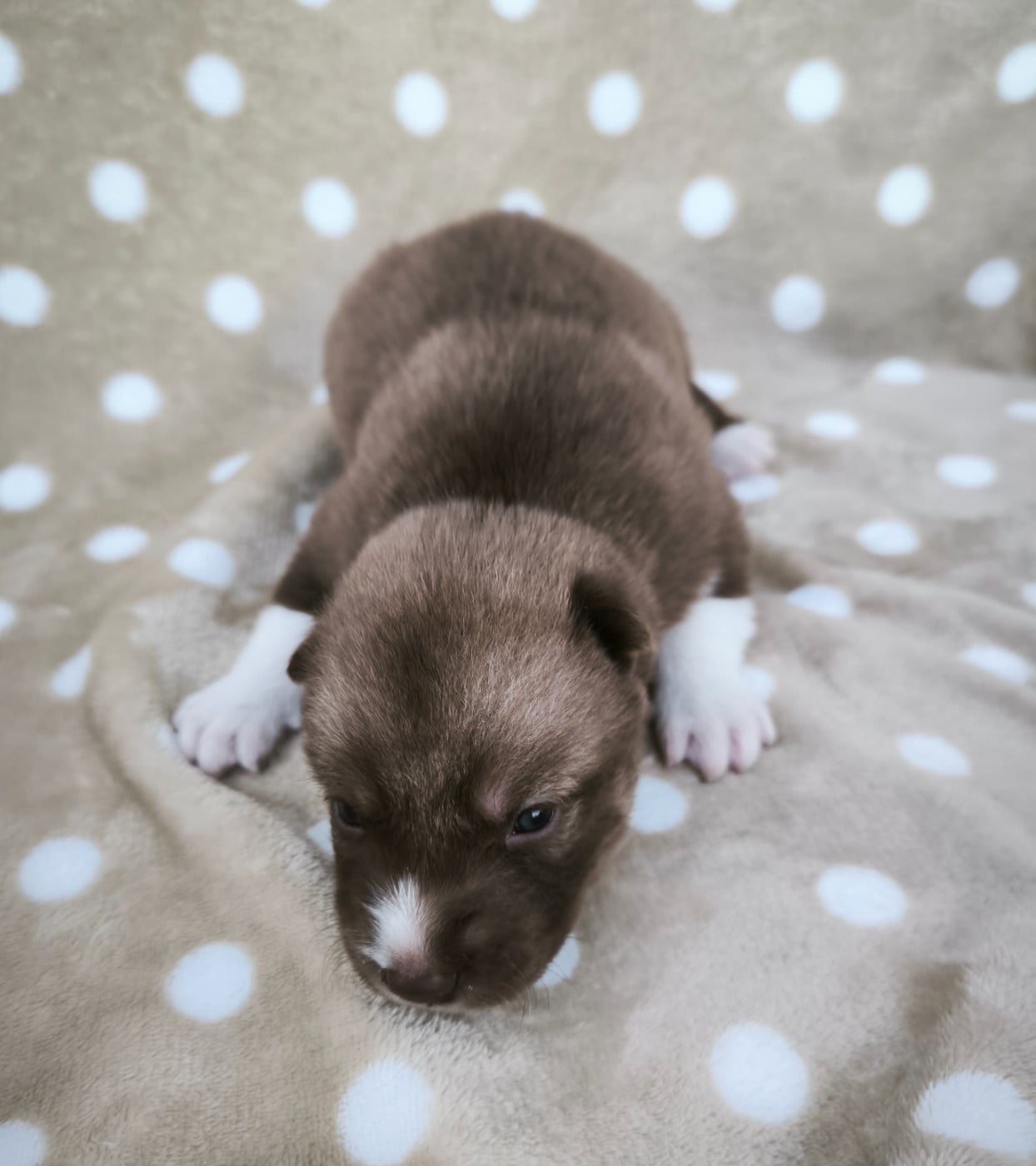 CHIOT 5 - Siberian Husky