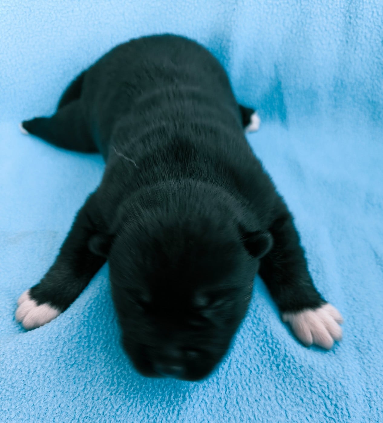 CHIOT 4 - Siberian Husky