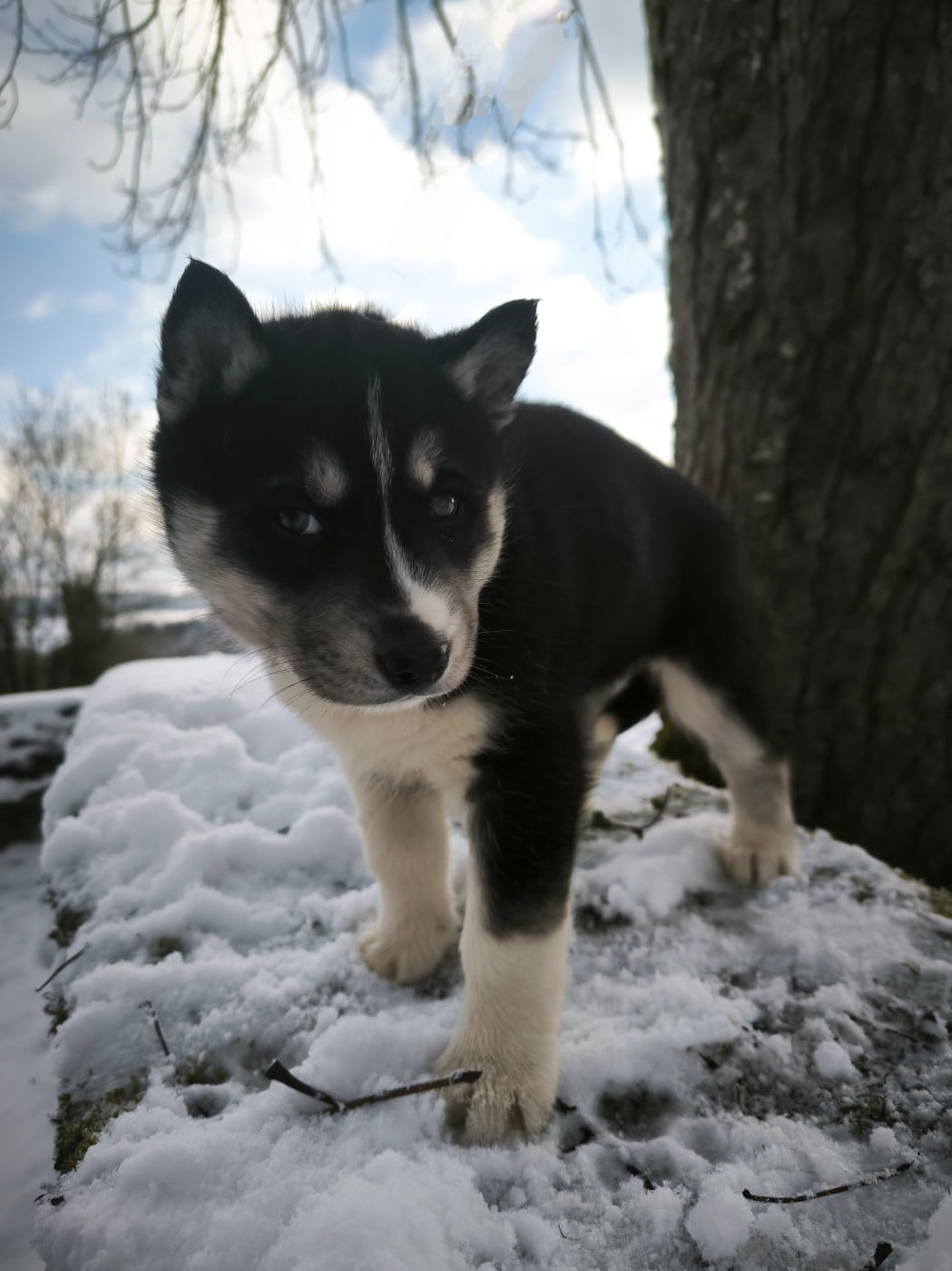 CHIOT 1 - Siberian Husky
