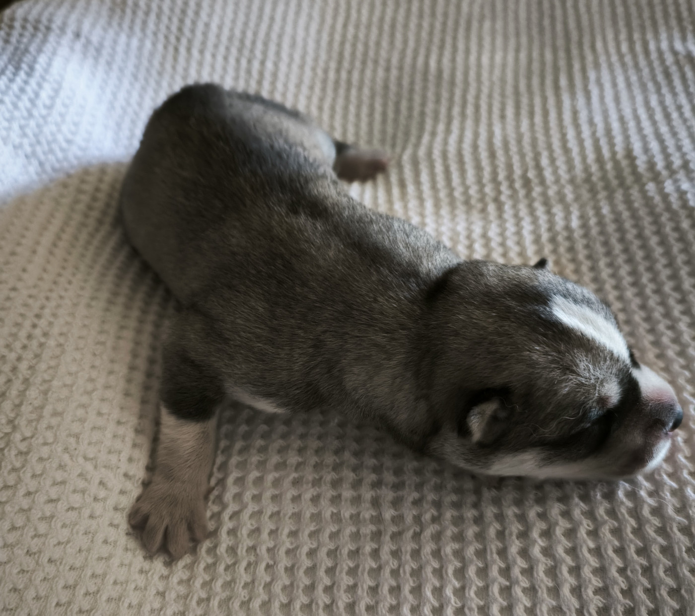CHIOT 1