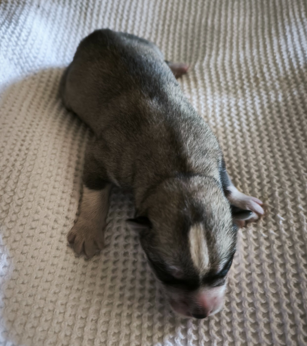 CHIOT 1