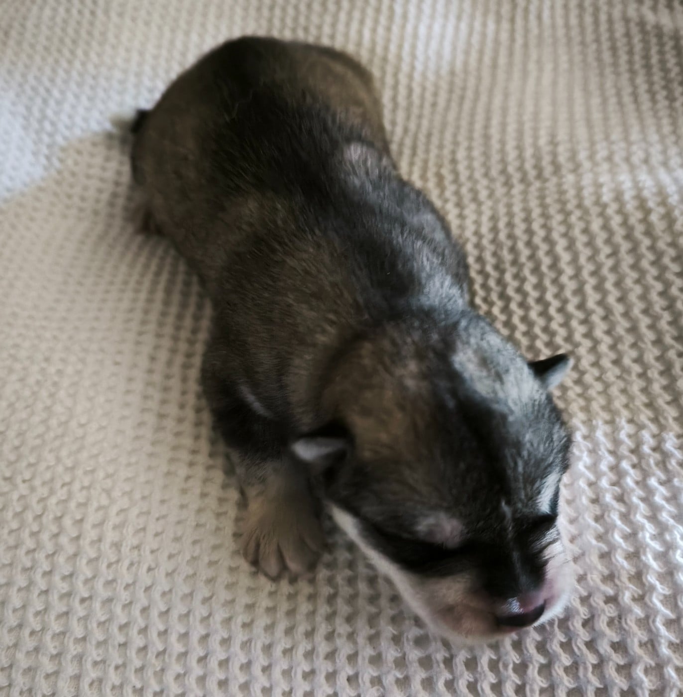 CHIOT 3