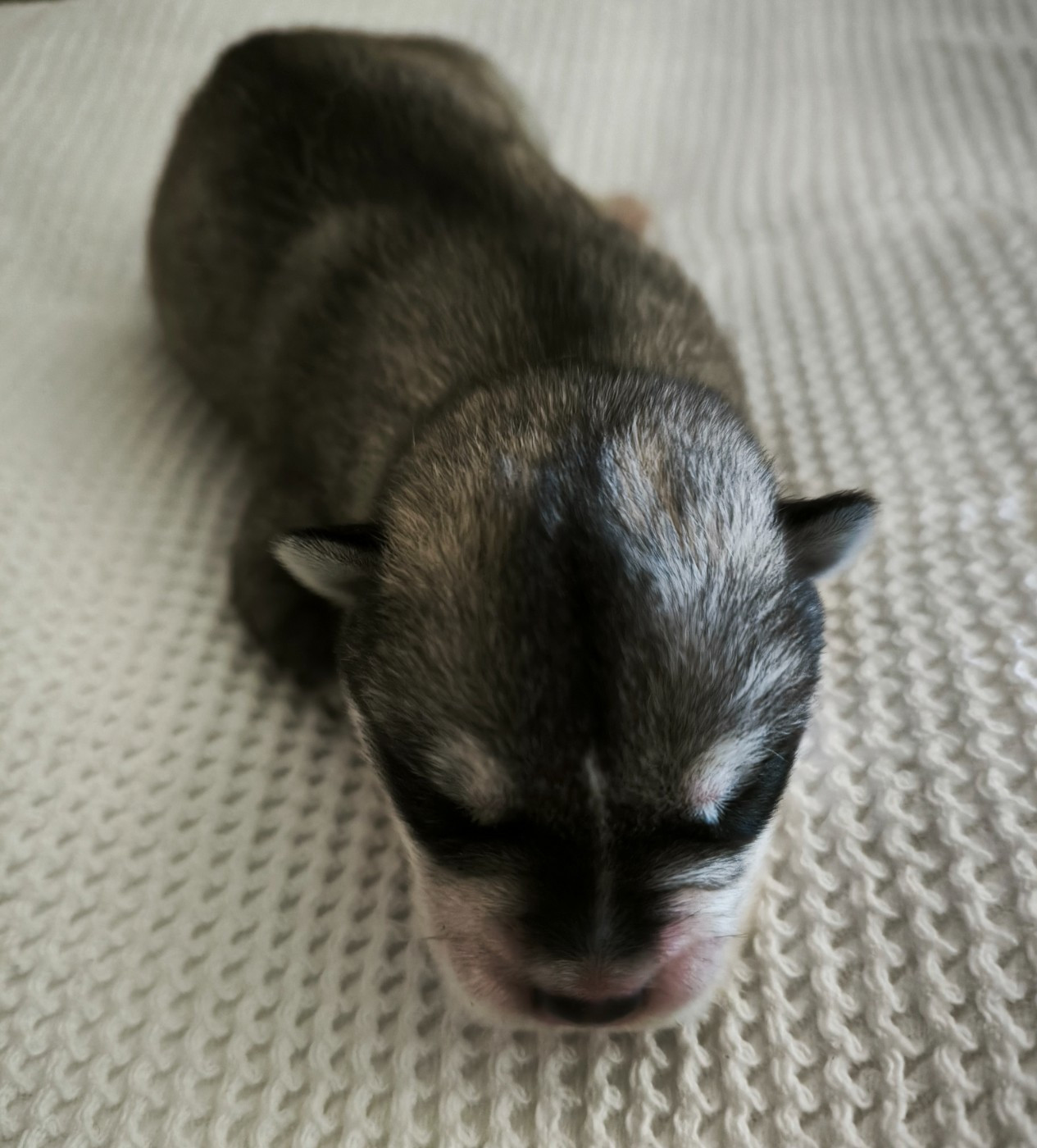 CHIOT 3
