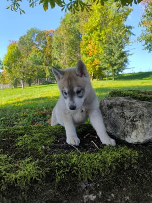 Les chiots de Siberian Husky