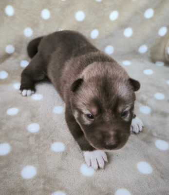 Les chiots de Siberian Husky