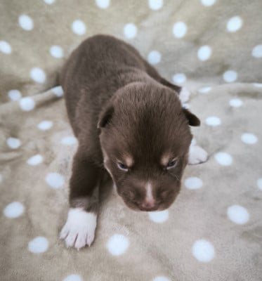 Les chiots de Siberian Husky
