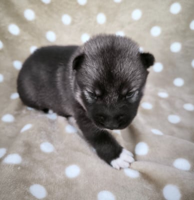 Les chiots de Siberian Husky