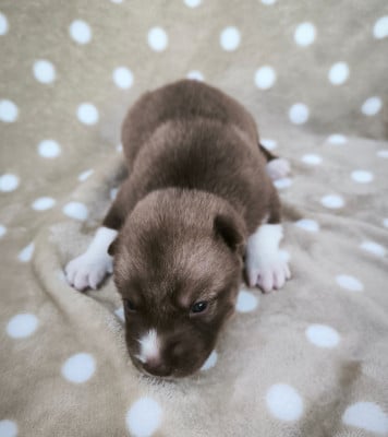 Les chiots de Siberian Husky