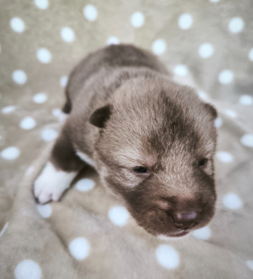 Les chiots de Siberian Husky