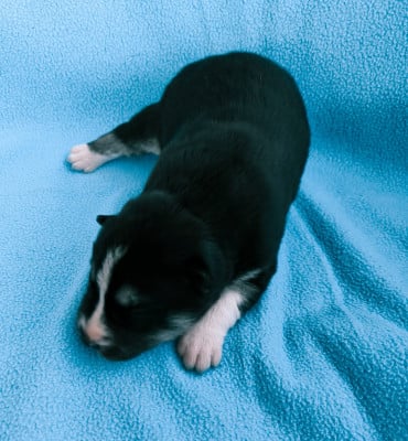 Les chiots de Siberian Husky