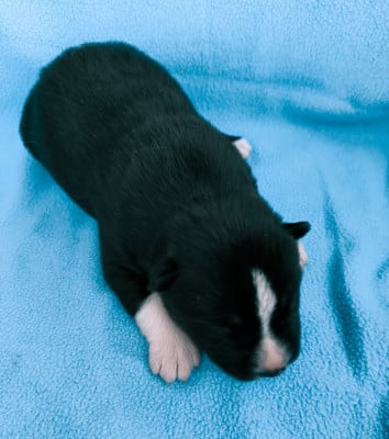 Les chiots de Siberian Husky