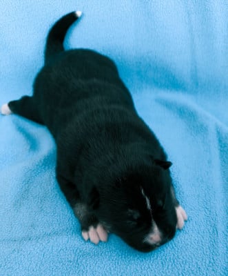 Les chiots de Siberian Husky