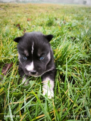 Les chiots de Siberian Husky
