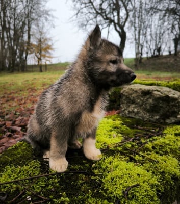 Les chiots de Siberian Husky