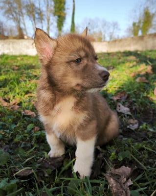 Les chiots de Siberian Husky