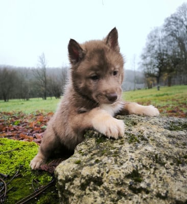 Les chiots de Siberian Husky