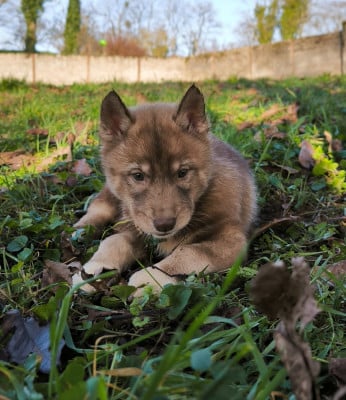 Les chiots de Siberian Husky