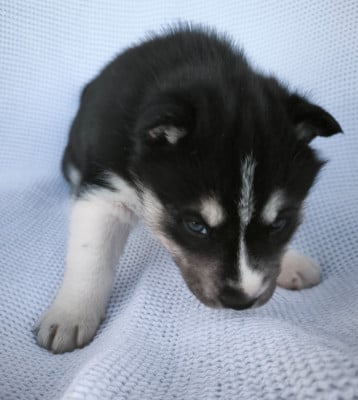 Les chiots de Siberian Husky