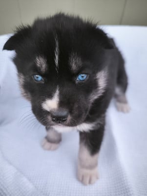 Les chiots de Siberian Husky