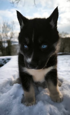 Les chiots de Siberian Husky
